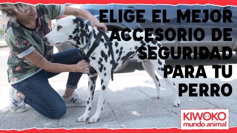 Accesorios Esenciales para una Conducci&oacute;n Segura en el Interior del Veh&iacute;culo